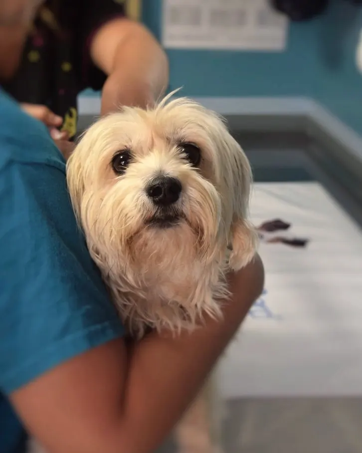 Belinha, maltês de 3 anos, no colo da veterinária
