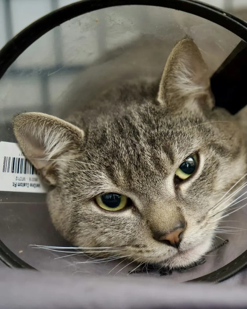 Luna, gata rajada com colar de proteção, na internação