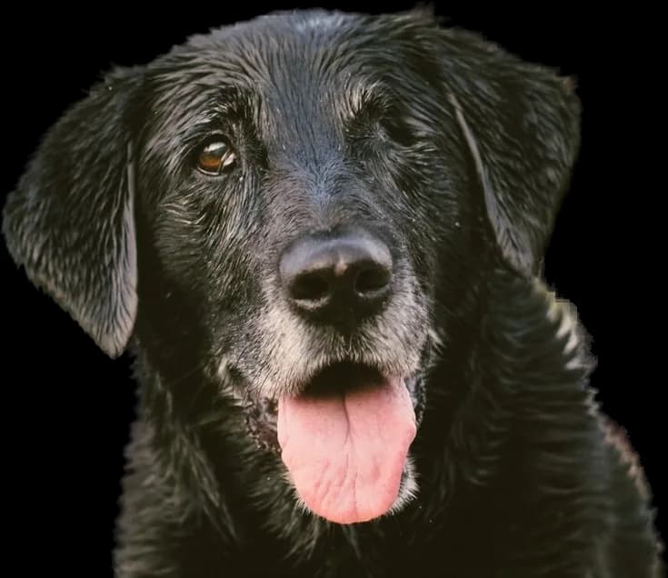 Thor, labrador preto de focinho grisalho, na janela do consultório
